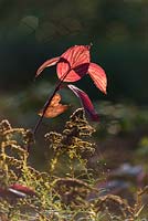 Cornus alba 'Sibirica' foliage 