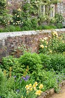 Blue and Yellow border planted with climbing roses