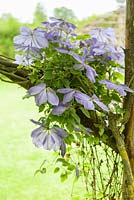 Clematis climbing up wooden post. 