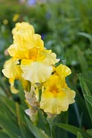 Iris 'Penshurst Yellow'