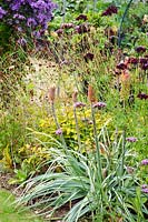 Border with Kniphofia caulescens, Verbena bonariensis AGM, Scabious 'Ace of Spades' and Aster 'Prairie Purple'