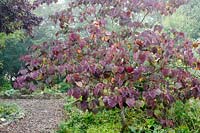 Cercis canadensis 'Forest Pansy' AGM