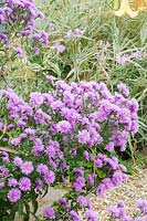 HPS Conservation plant Aster novi-belgii 'Farncombe Lilac' with Phalaris arundinacea 'Feesey'