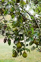 Unknown Pear tree - inherited with garden