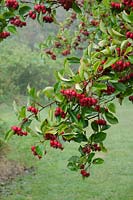 Red berries of Crataegus crus-galli