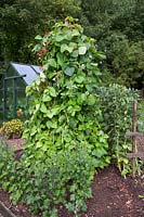 Runner and French beans growing on plant supports in Kitchen Garden