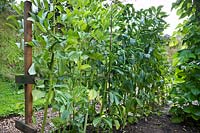 Broad bean and runner beans trained on wood and string frame for support