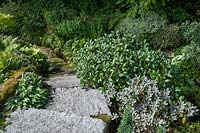 Rhododendron varieties including Rhodendron 'Gartendirektor Rieger' and Rhododendron yakushimanum x pachysanthum growing by stone steps leading past the Acer Bank and Terraces