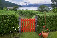 Back garden privet hedge with red gate and view to Loch Long, Dunoon, Scotland, UK. 
