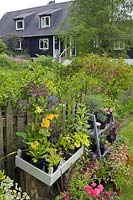 Stand of perennial plants for sale at front gate with house in background. 
