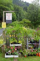 Plants for sale stand at front gate of the Waldapfel's house. 