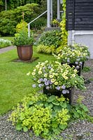Side garden with containers of Petunia 'Limelight' and Verbena x hybrida, underplanted with Alchemilla mollis. 