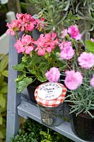 Wooden plant sales stand with pots of home grown Dianthus, Pelargonium and an honesty jar. 