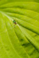 Hosta 'August Moon' with Araniella cucurbitina - green cucumber spider - on web. 