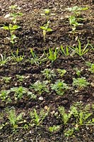 Seedlings in the cutting and vegetable garden.  
