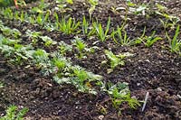 Seedlings in the cutting and vegetable garden. 
