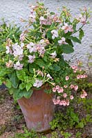 Terracotta container planted with Nicotiana and Diascia. 