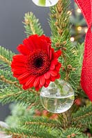 Close up of festive Gerbera decoration in glass vial, hanging on christmas tree. 
