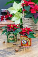 Poinsettias displayed in decorative black treacle tin cans.
