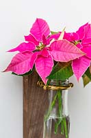 View of finished bottle vase hanging on wall, filled with pink poinsettia.