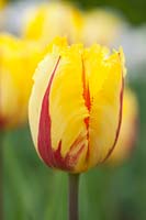 Tulipa 'Flamenco' - Tulip 'Flamenco' 