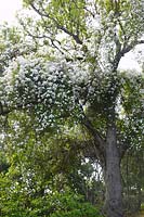 Rosa 'Paul's Himalayan Musk' on large tree at RHS Wisley