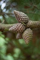 Cones of Pinus muricata