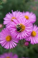 Bee on Symphyotrichum novae-angliae 'Sayer's Croft'