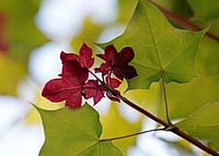 Acer cappadocicum 'Aureum' - Golden Cappadocian Maple
