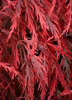 Acer palmatum 'Garnet' - Japanese Maple 'Garnet'