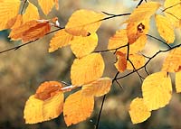 Fagus - Beech tree in beautiful backlit leaves of bronze and gold. 