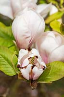 Magnolia denudata 'Purpurascens' showing frost or snow damage. 