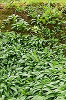 Allium ursinum - Wild Garlic or Ramsons  - in woodland dell. 