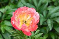 Paeonia 'Coral Sunset' - Peony 'Coral Sunset'