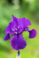 Iris germanica 'Al Segno' - Bearded Iris 'Al Segno'