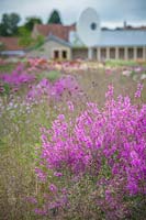 Lythrum salicaria 'Swirl', The Oudolf Field garden at Hauser and Wirth, Somerset, UK. Designed by Piet Oudolf.