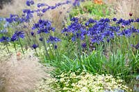 Agapanthus 'Navy Blue' in bed with Stipa tenuissima and Coreopsis 'Moonbeam'