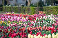 Beds of Tulipa - tulips