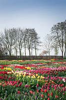 Extensive beds of Tulipa - tulips - with view of trees beyond