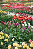Tulipa 'Sirius' - Triumph tulip - in amongst bed of other tulips