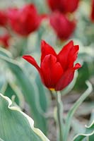 Tulipa 'Bacchus' - tulip - with variegated leaves