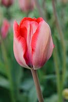 Tulipa 'Advance' - Single Late tulip
