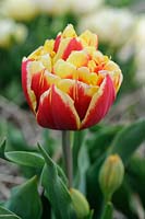 Tulipa 'Tournesol Red and Yellow' - Double Early Tulip