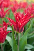 Tulipa 'Tres Chic Red' - Lily-flowered tulip