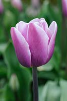 Tulipa 'Pandion' - Darwin Hybrid tulip