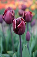 Tulipa 'African Queen' - Triumph tulip