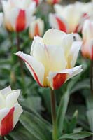 Tulipa 'Can Can' - Greigii tulip