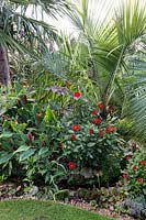 Butia Eriospatha, Dahlia 'Topmix Red' and Cautleya Spicata 'Bleddyn's Beacon' in exotic garden border. 