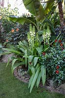 Musa Sikkimensis underplanted with Dahlia 'David Howard', Eucomis Pole-evansii and Dahlia 'Topmix Red'.