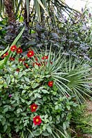 Chamaerops humilis 'Cerifera' growing between by Dahlia 'Topmix Red' and Dahlia 'Twynings After Eight'.